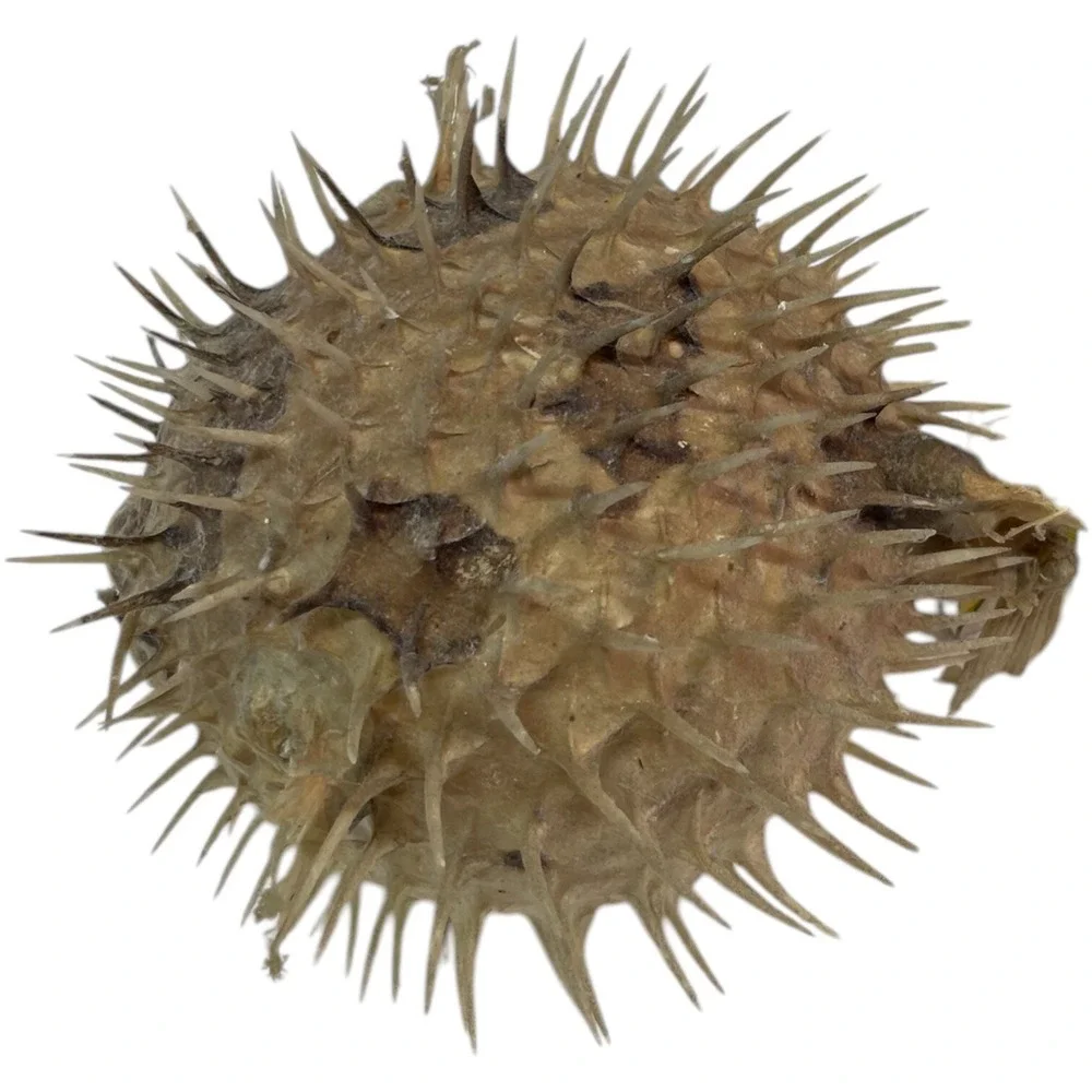 Vintage Puffer Fish Preserved Taxidermy Blowfish Balloonfish Dried